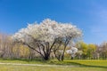 Blooming white cherry tree against clear blue sky. public park at early spring Royalty Free Stock Photo