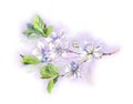 Blooming white cherry tree flowers-japanese sakura, watercolor Royalty Free Stock Photo