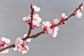 Blooming white cherry tree in spring Royalty Free Stock Photo