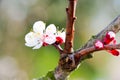 Blooming white tree in spring Royalty Free Stock Photo