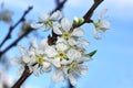 Blooming White Chinese plum flower or Japanese apricot, Korean green plum Royalty Free Stock Photo
