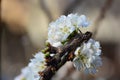Blooming White Chinese plum flower or Japanese apricot, Korean green plum Royalty Free Stock Photo
