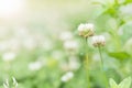 blooming white clover flower in field