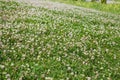 Blooming white clover on a meadow in sunny weather Royalty Free Stock Photo