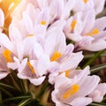 Blooming white crocus flower in the bud Royalty Free Stock Photo