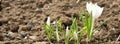 Blooming white crocus flower in the bud Royalty Free Stock Photo