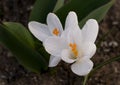 Blooming white crocus flowers. Royalty Free Stock Photo