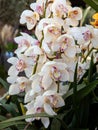 Blooming white Cymbidium Orchids in the flowers garden shop, close-up. Royalty Free Stock Photo