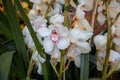 Blooming white Cymbidium Orchids at the flowers garden shop in spring, close-up Royalty Free Stock Photo