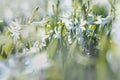 Blooming White Daffodil on bulb field in the Netherlands Royalty Free Stock Photo