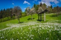 Blooming white daffodil flowers in the gardens, Jesenice, Slovenia Royalty Free Stock Photo
