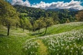 Blooming white daffodil flowers in the gardens in Slovenia Royalty Free Stock Photo