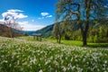 Blooming white daffodil flowers on the green glade in Slovenia Royalty Free Stock Photo