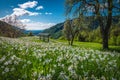 Blooming white daffodil flowers on the green hills in Slovenia Royalty Free Stock Photo
