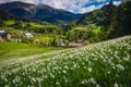 Blooming white daffodil flowers on the slope near small village Royalty Free Stock Photo