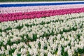 Blooming White Daffodils Field Amidst the Dutch Countryside's Beauty