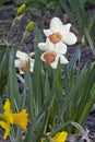 Blooming white daffodils Royalty Free Stock Photo