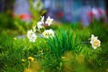 Blooming white daffodils Royalty Free Stock Photo