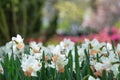 Blooming white daffodils narcissus in a park. Close-up, select Royalty Free Stock Photo