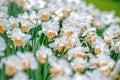 Blooming white daffodils narcissus in a park. Close-up, select Royalty Free Stock Photo