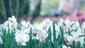 Blooming white daffodils narcissus in a park. Close-up, toned Royalty Free Stock Photo