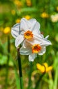 Blooming white daffodils with an orange center. Royalty Free Stock Photo