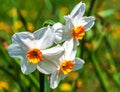 Blooming white daffodils with an orange center. Royalty Free Stock Photo