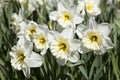 Blooming white daffodils in the park Royalty Free Stock Photo