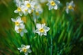 Blooming white daffodils Royalty Free Stock Photo