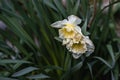 Blooming white daffodils. White daffodils with green foliage. Royalty Free Stock Photo