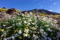 Blooming white daisies with scenic view on volcano Pico del Teide in Mount  Teide National Park, Tenerife, Canary Islands, Spain Royalty Free Stock Photo