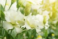 Blooming White Eustoma, Lisianthus Flowers in the Garden