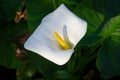 Blooming white exotic flower