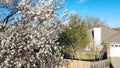 Blooming white flower of Bradford pear or Pyrus calleryana, Callery at typical backyard suburban single family home, Dallas, Texas Royalty Free Stock Photo