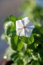 Blooming white flower on garden annual potted plant named Vinca