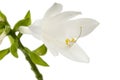 Blooming white flower of Hosta, also Funkia, family of Asparagus lat. Asparagales, on white background