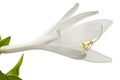 Blooming white flower of Hosta, also Funkia, family of Asparagus lat. Asparagales, on white background