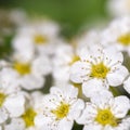 Blooming white flower -Spiraea decumbens - macro