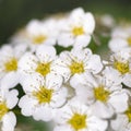 Blooming white flower -Spiraea decumbens - macro