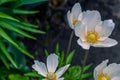 Blooming white flowers anemone in the garden