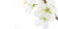 Blooming white flowers of apple fruit Royalty Free Stock Photo