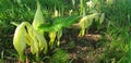 Panorama of white flowers Arum Italicum