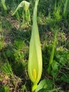 White flowers Arum Italicum