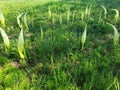 Blooming white flowers Arum Italicum