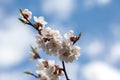 The branch of blooming white flowers