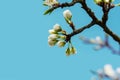 Blooming white flowers on a cherry branch