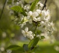 Blooming white flowers, cherry - time flavor and spring Royalty Free Stock Photo