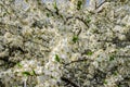 Blooming white flowers in early spring apple tree in the garden in the street