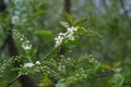 Blooming white flowers, early spring blossom, wild cherry branch Royalty Free Stock Photo