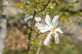 Blooming white flowers of flowering crab-apple